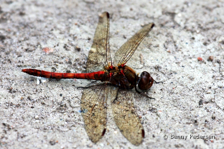 Blodrod hedelibel 3.jpg - Blodrød Hedelibel (Sympetrum sanguineum) 